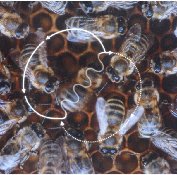 Figure-8-shaped waggle dance of the honey bee